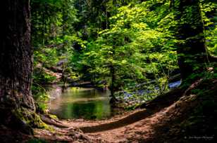 Pool at Proxy Falls-4027.jpg Pool at Proxy Falls-4027.jpg